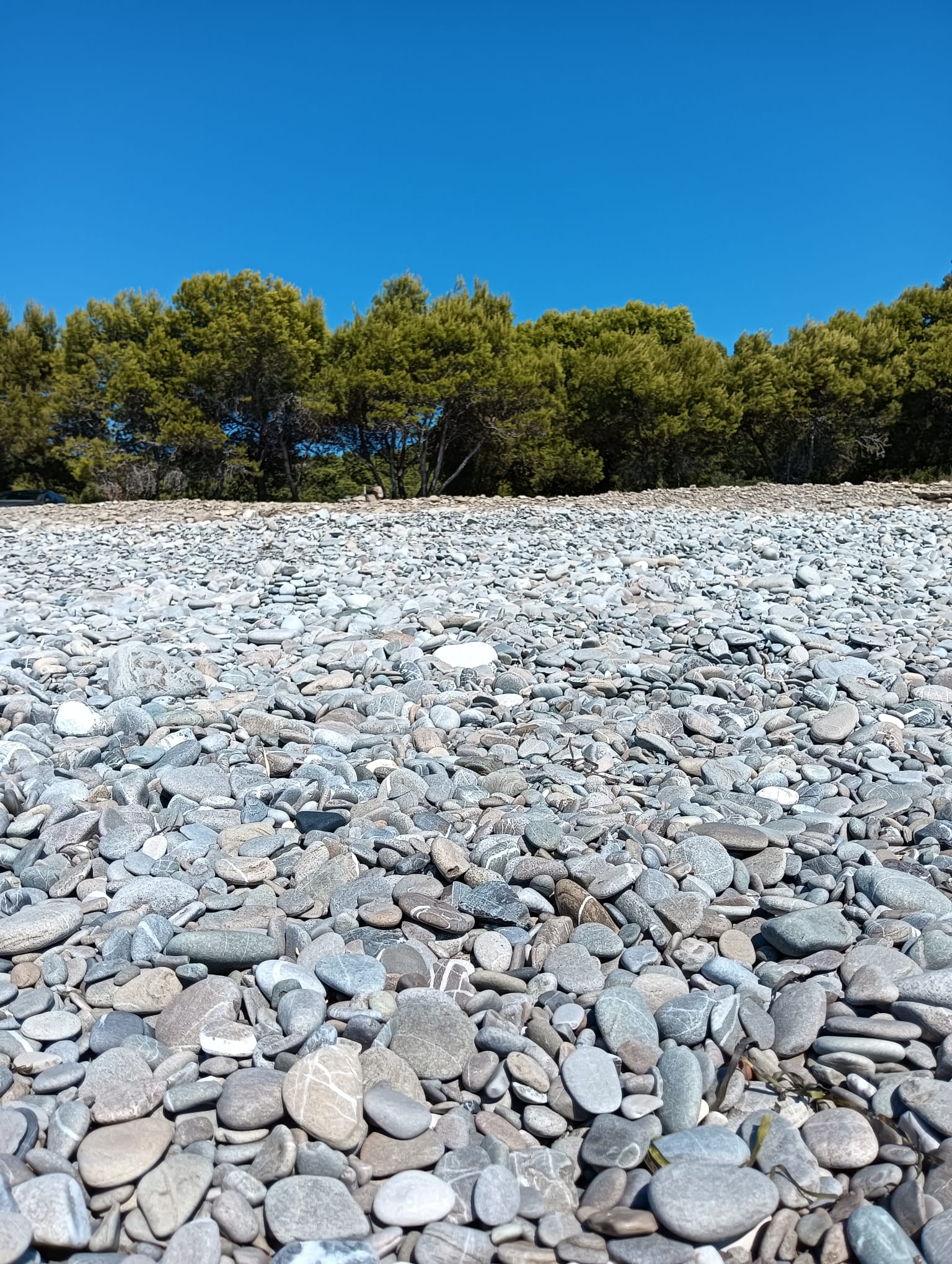 la pineta di al mare vista dalla Spiaggi di Trebisacce